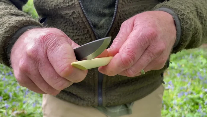 Tidy up the bottom of the cut down to the pith.