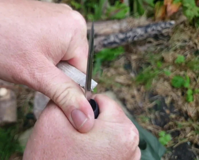 Define the ears: Cut down into the stop cuts to shape the ears.