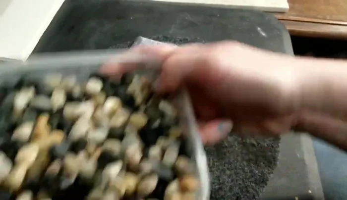 Place rocks onto the glued areas, pressing firmly to ensure adhesion. Arrange rocks to create a desired pattern or design. Aim for roughly the same size rocks for even coverage.