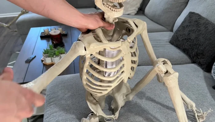 Appreciate the unique shoulder joints, allowing for an extensive array of movements beyond the capabilities of typical skeletons.