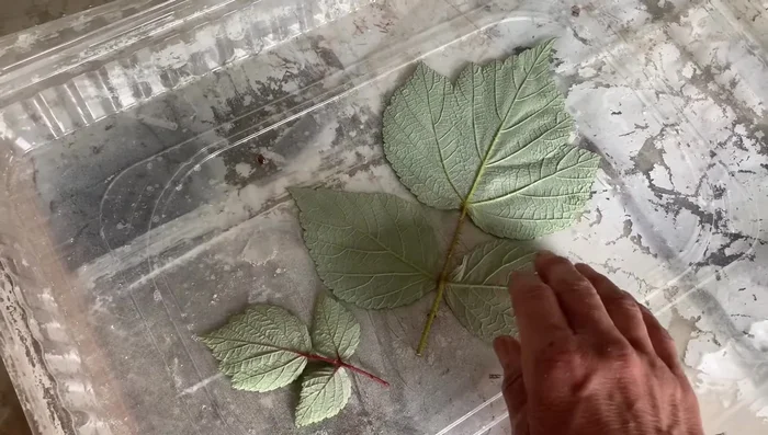 Spray leaves: Spray the back of the leaves with cooking spray to help them release from the cement later.
