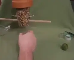 DIY Bird Feeder Craft: Easy & Engaging for Campers