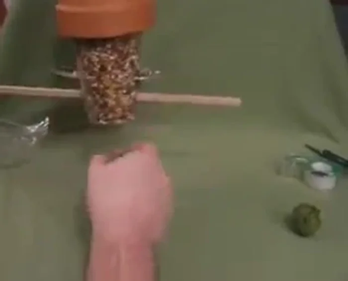 Hang the bird feeder from a tree.