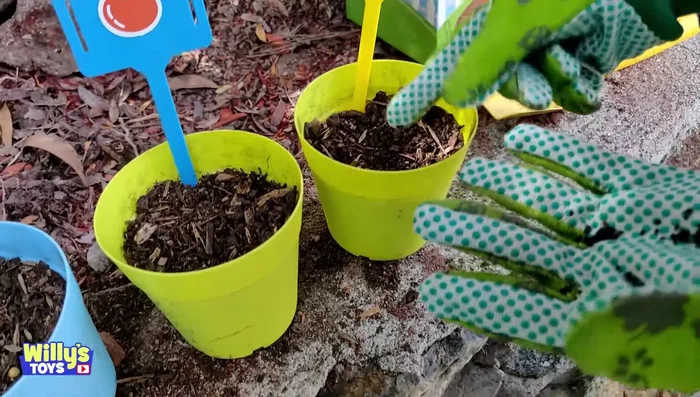 Plant seeds: Place a few seeds in each pot, covering them with a small amount of soil.